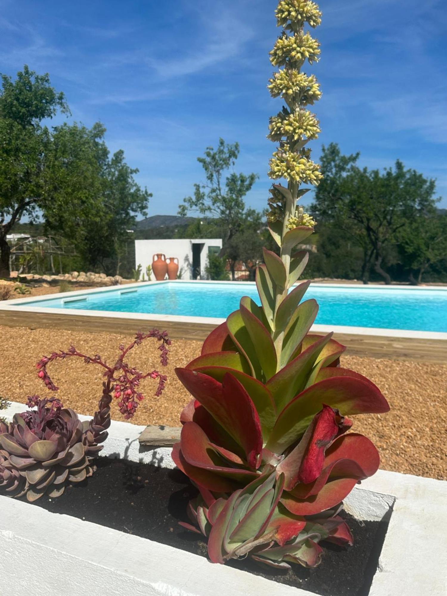 La Quinta Da Liberdade - Ferme De Charme En Algarve Villa Pechao ภายนอก รูปภาพ